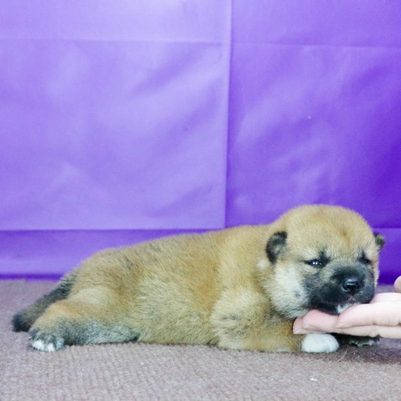 販売中の愛知県の柴犬-400969の3枚目